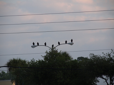 [The two spokes of the lamp post stick out 180 degrees from each other above the tree tops. There are three birds on each segment of the post and one in the middle-joining piece.]